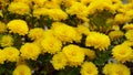 Beautiful and colorful chrysanthemum flower bloom in autumn